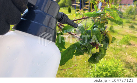 Work in the garden, summer treatment of trees from aphids. Aphids are pests in the garden. 104727123