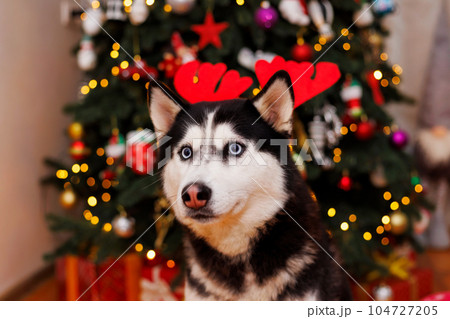 Cute husky dog with reindeer antlers sitting on background of Christmas tree Cute husky dog with reindeer antlers sitting on background of Christmas tree 104727205