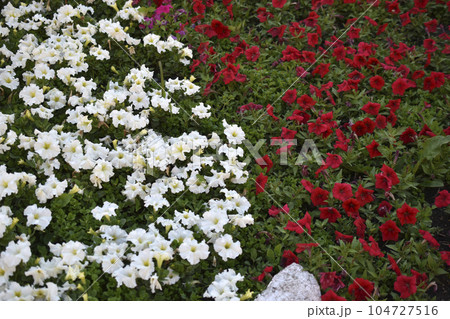 Large petunia flowers on a flower bed in a city park. 104727516