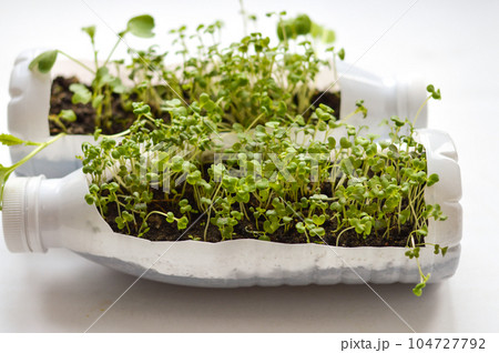Growing young, green seedlings in DIY plastic pots made from cut plastic bottles. Recycle and reusable green garden concept. 104727792