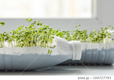 Growing young, green seedlings in DIY plastic pots made from cut plastic bottles. Recycle and reusable green garden concept. 104727793