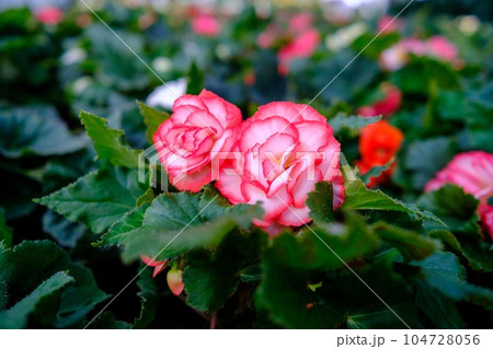 Close-up of a pink begonia flower photographed in natural light. A lot of begonias are planted in the background. Flower greenhouse Close-up of a pink begonia flower photographed in natural light. A lot of begonias are planted in the background. Flower greenhouse 104728056