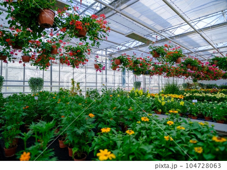 Large glass greenhouse with flowers. Growing flowers in greenhouses. Interior of a modern flower greenhouse. Ecological way of growing. Flowers in flowerpots. 104728063