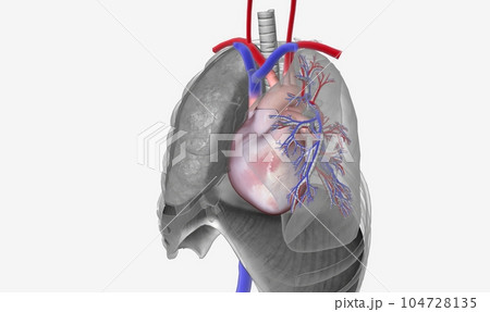 The Heart and Great Vessels 104728135