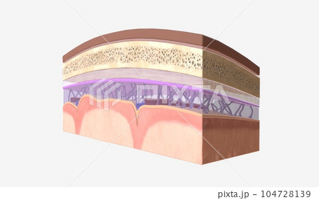 Intracranial Pressure and Cerebrospinal Fluid 104728139