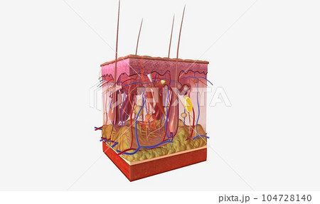 Three layers of tissue make up the skin: Epidermis, the top layer. Dermis, the middle layer. Hypodermis, the bottom or fatty layer. 104728140