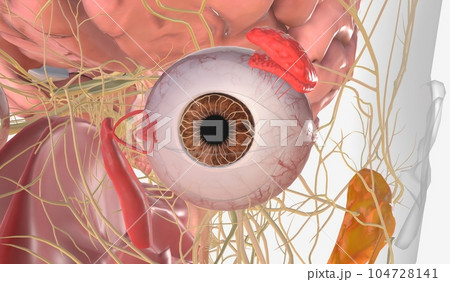 Parasympathetic Nervous System and Eye 104728141