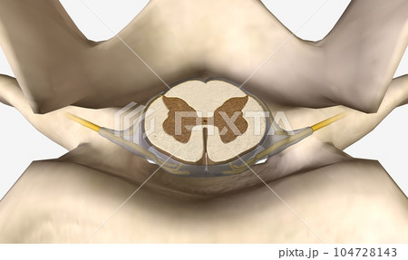 Spinal Cord Cross Section at L1 Level 104728143