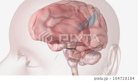 Transmission of nerve endings to the brain 104728184