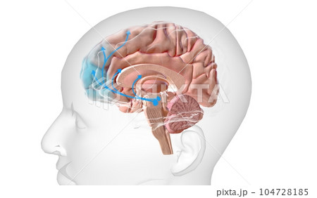 The dopaminergic pathway mostly involved in reward is the so-called mesolimbic system, 104728185