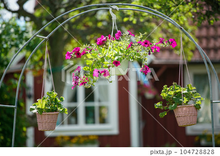 Beautiful red blooming rose flowers bush in home garden at countryside at summer. Decorations and gardening. 104728828