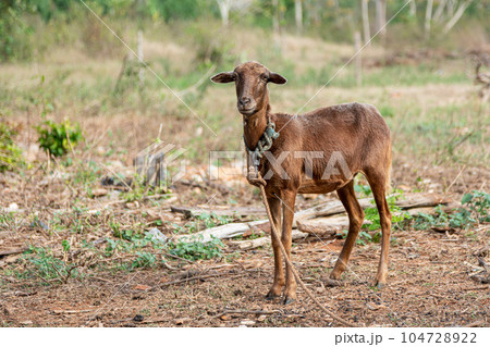 Very skinny and hungry goat tied with rope in the desert, seeking for food and water 104728922