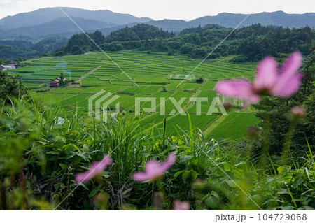 コスモスと椹平の棚田 104729068