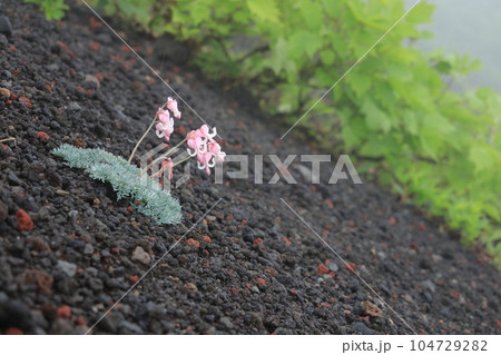 高山植物の女王コマクサ 高山植物の女王コマクサ 104729282