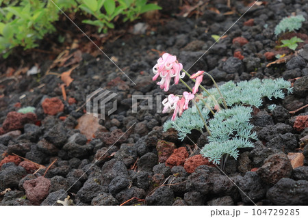 高山植物の女王コマクサ 104729285