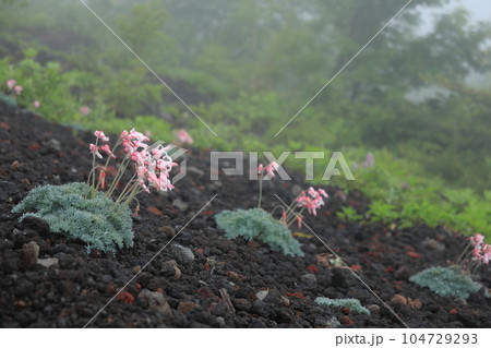 高山植物の女王コマクサ 104729293