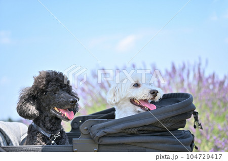 爽やかな夏空とラベンダー畑 犬用カートで散歩する2匹の可愛いトイプードル 爽やかな夏空とラベンダー畑 犬用カートで散歩する2匹の可愛いトイプードル 104729417
