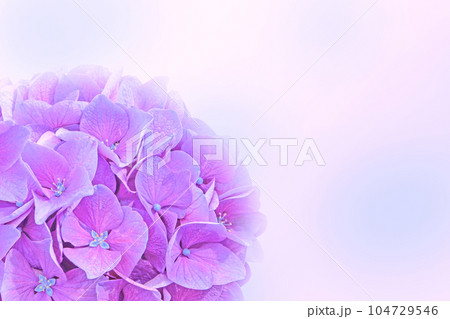 Purple hydrangea or hortensia flower background. Purple hydrangea or hortensia flower background. 104729546
