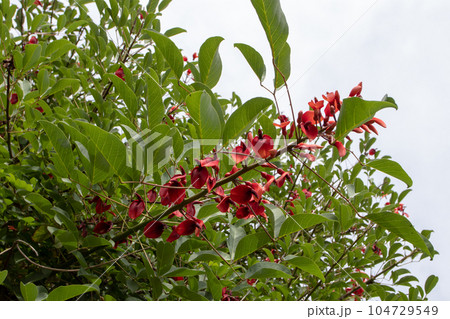 Erythrina crista-galli or cockspur coral tree raceme type inflorescence. 104729549