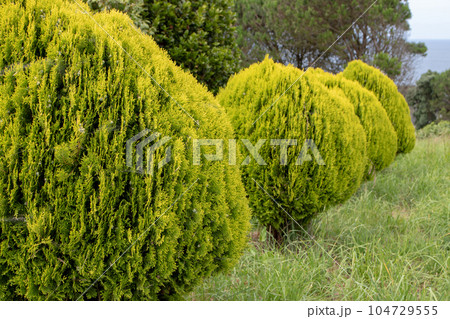 Platycladus orientalis or thuja orientalis Aurea Nana. 104729555