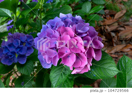 Hydrangea macrophylla or hortensia flower head split down in color. Hydrangea macrophylla or hortensia flower head split down in color. 104729566