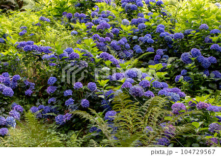 Dark blue hydrangea macrophylla or hortensia flowering plants in the shady park. Dark blue hydrangea macrophylla or hortensia flowering plants in the shady park. 104729567