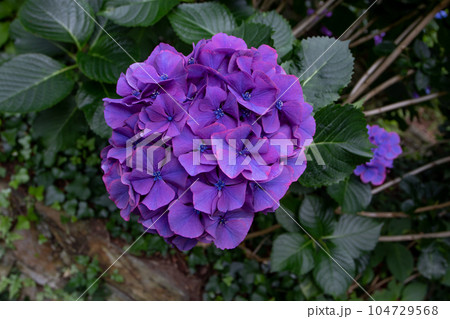 Dark purple hydrangea macrophylla or hortensia flower head closeup 104729568