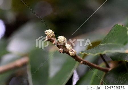 スダジイの実 若い実 スダジイの実 若い実 104729578