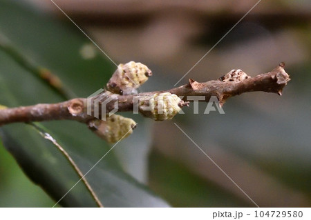 スダジイの実 若い実 104729580