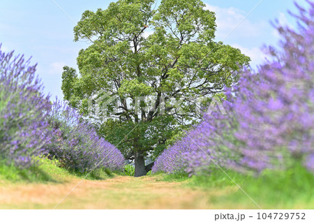満開のラベンダーと爽やかな夏の空　埼玉県・久喜市・菖蒲町 104729752