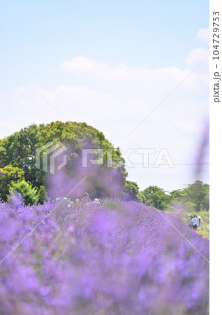 満開のラベンダーと爽やかな夏の空　埼玉県・久喜市・菖蒲町 104729753