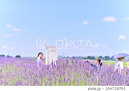 満開のラベンダーと白いドア　埼玉県・久喜市・菖蒲町 104729761