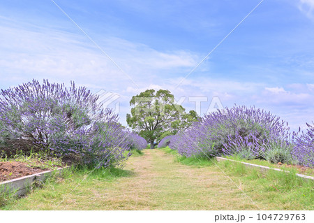 満開のラベンダーと爽やかな夏の空　埼玉県・久喜市・菖蒲町 104729763