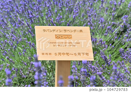 満開のラベンダーと爽やかな夏の空　グロッソ　埼玉県・久喜市・菖蒲町 104729783