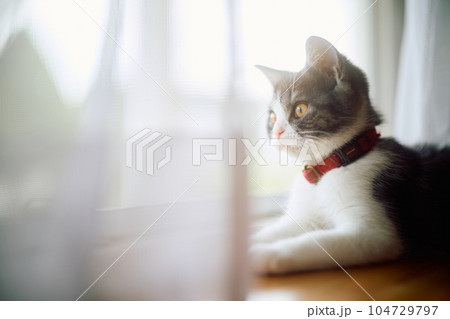 窓辺の子猫 窓辺の子猫 104729797