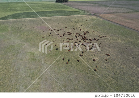 Cattle raising in pampas countryside, La Pampa province, Argentina. Cattle raising in pampas countryside, La Pampa province, Argentina. 104730016