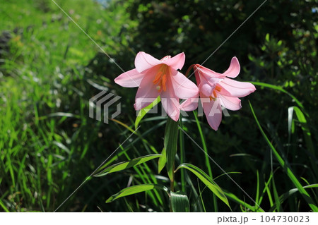 ヒメサユリの花咲く頃 ヒメサユリの花咲く頃 104730023