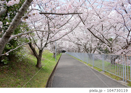 桜 ソメイヨシノ 満開 桜 ソメイヨシノ 満開 104730119