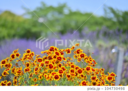 ハルシャギク　ジャノメソウ　 104730498