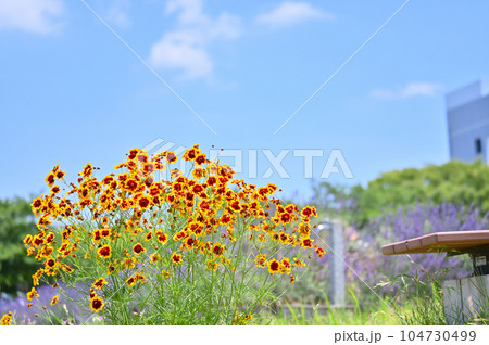 ハルシャギク ジャノメソウ ハルシャギク ジャノメソウ 104730499