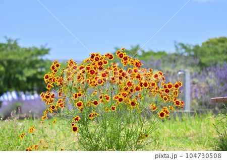 ハルシャギク　ジャノメソウ　 104730508