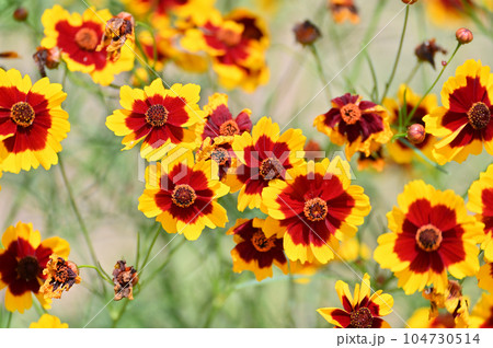 ハルシャギク　ジャノメソウ　 104730514