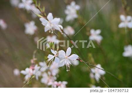 ガウラの花 ハクチョウソウ ガウラの花 ハクチョウソウ 104730712