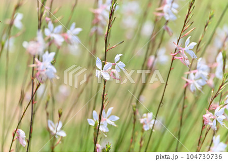 ガウラの花 ハクチョウソウ ガウラの花 ハクチョウソウ 104730736