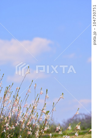 ガウラの花 ハクチョウソウ ガウラの花 ハクチョウソウ 104730751
