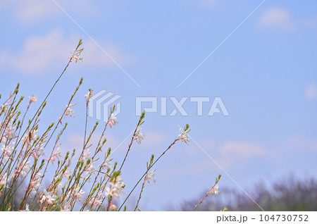 ガウラの花 ハクチョウソウ ガウラの花 ハクチョウソウ 104730752
