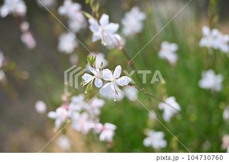 ガウラの花 ハクチョウソウ ガウラの花 ハクチョウソウ 104730760