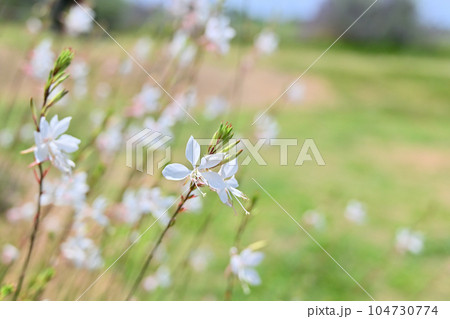 ガウラの花 ハクチョウソウ ガウラの花 ハクチョウソウ 104730774