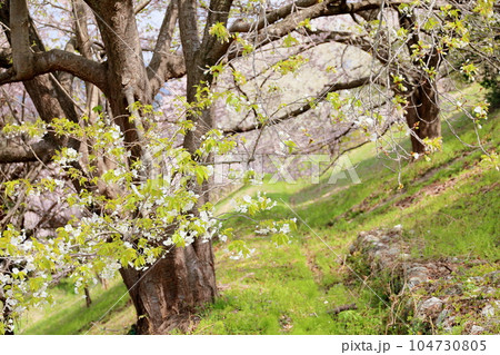 ヤマザクラの花 ヤマザクラの花 104730805