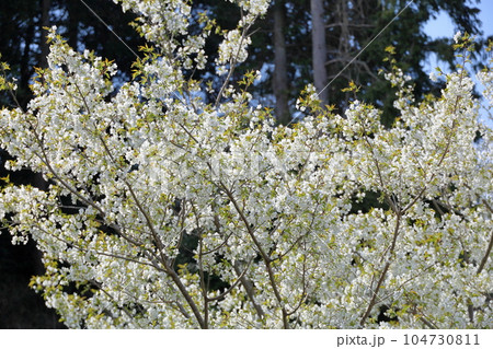 ヤマザクラの花 104730811